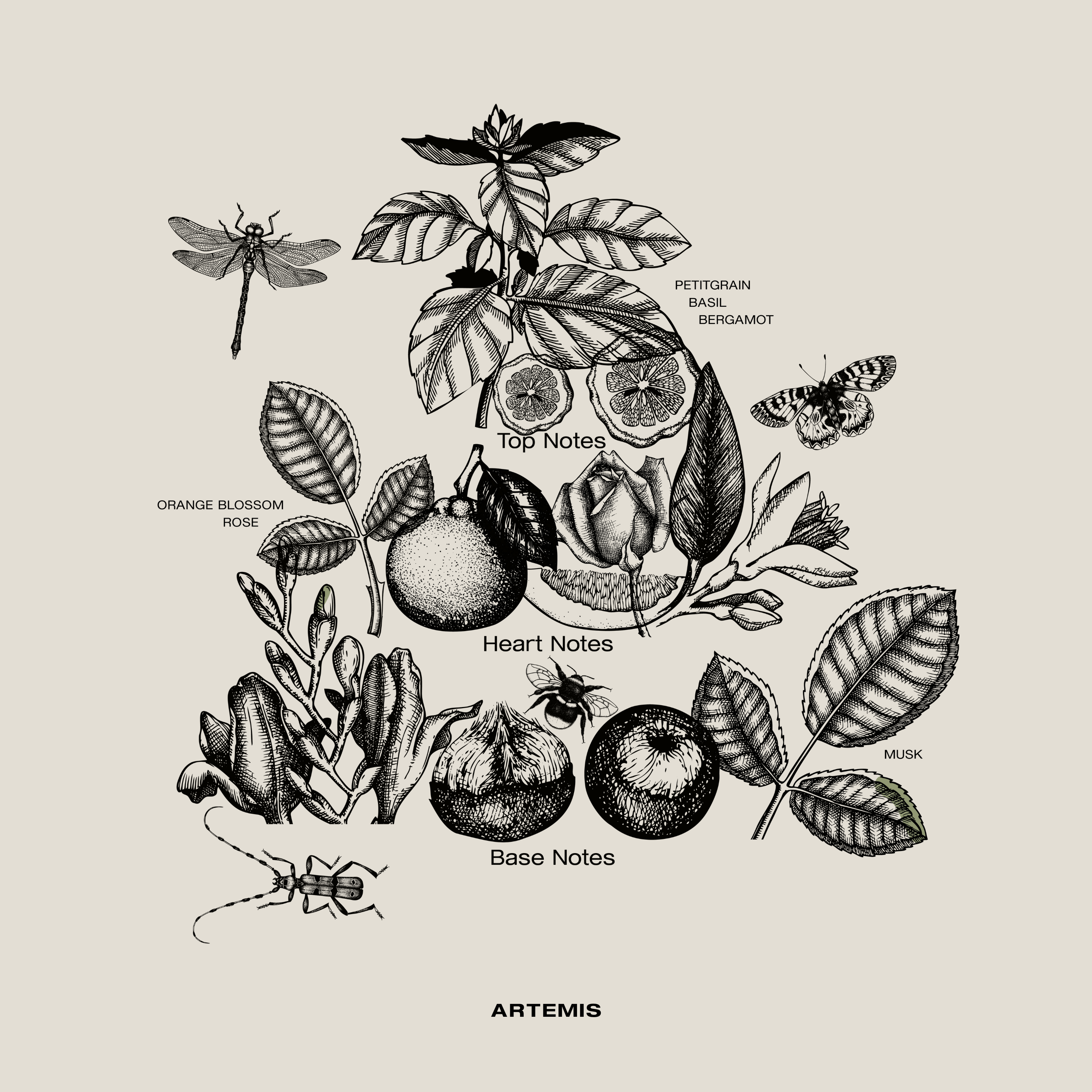 Uplifting scented candle with citrus and herbal notes – Artemis creates a revitalizing and harmonious atmosphere for any room.