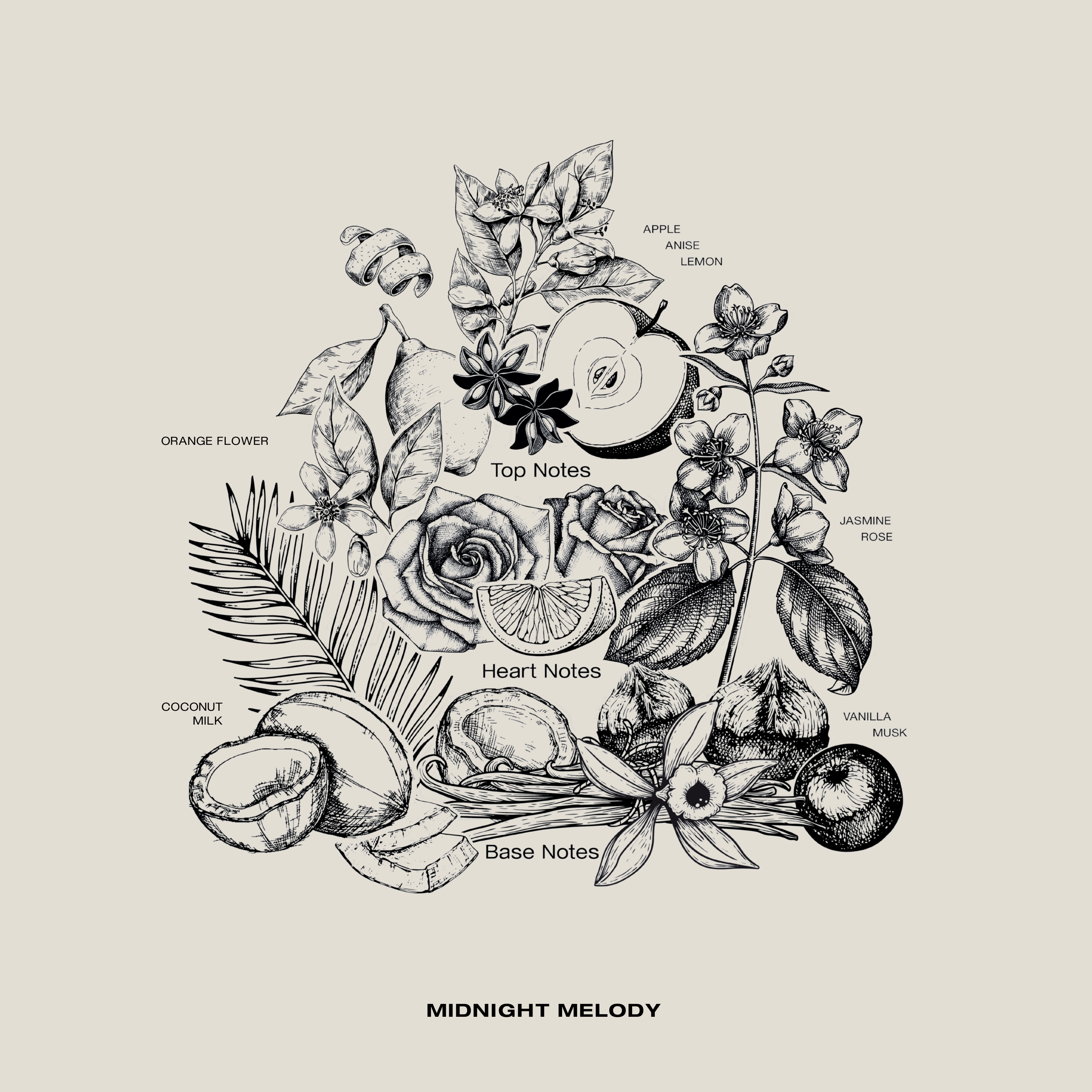 Coconut Midnight Melody laundry perfume SOPHIA MAE.
