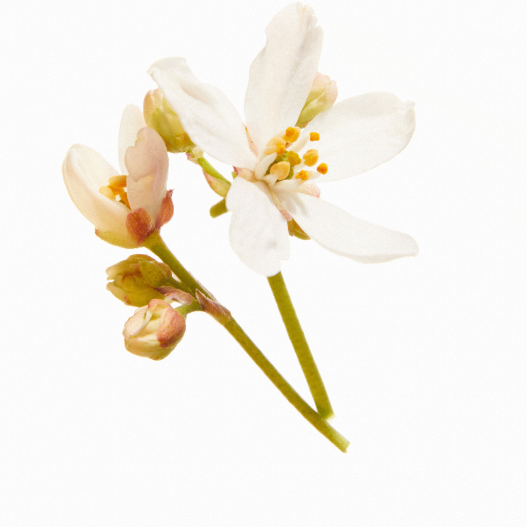 Sensual and long-lasting home fragrance – Aphrodite scented candle in midi and maxi sizes for elegant, mood-enhancing.