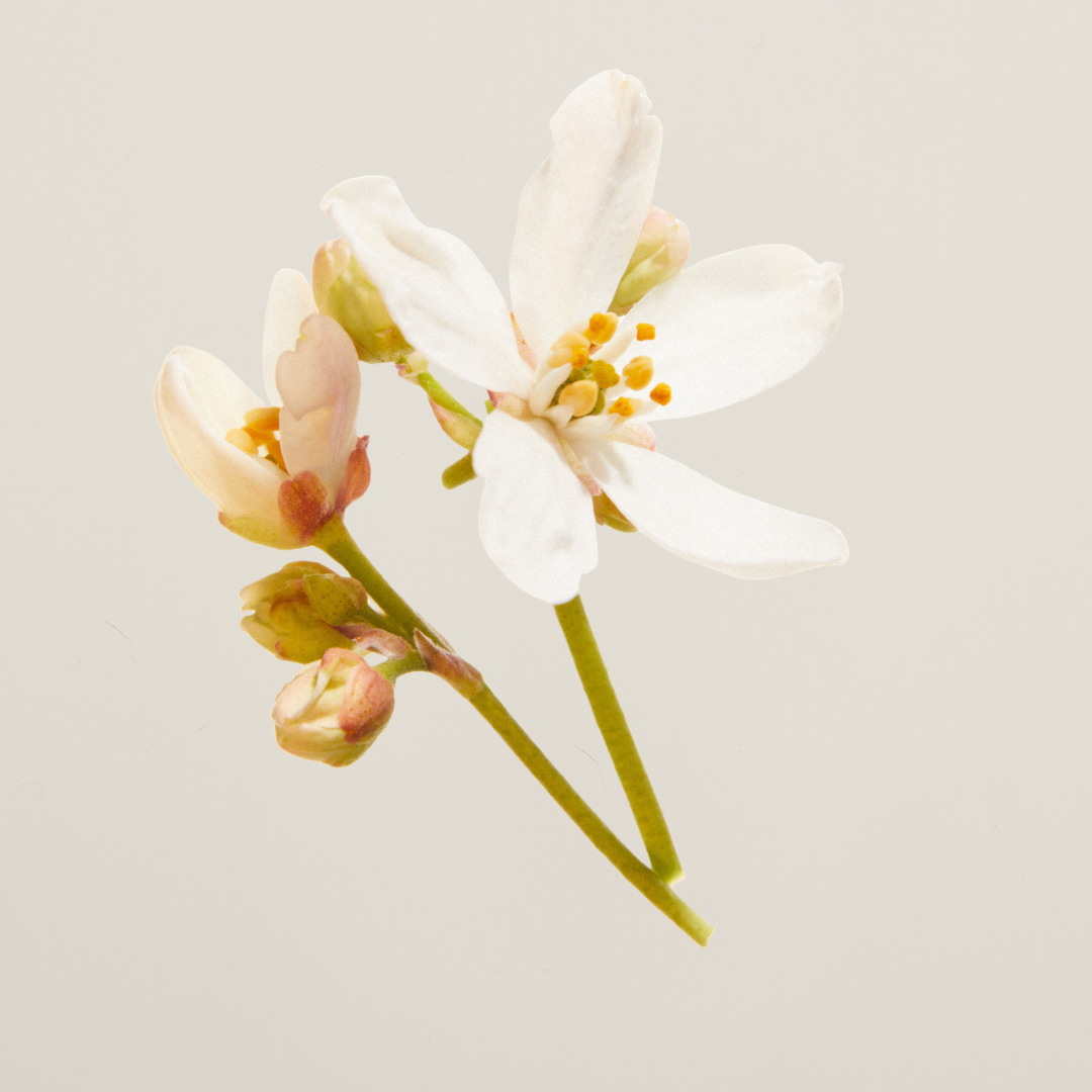 Aphrodite glass roomspray with warm, seductive notes – a reusable and stylish interior perfume that elevates your space with sensual sophistication.