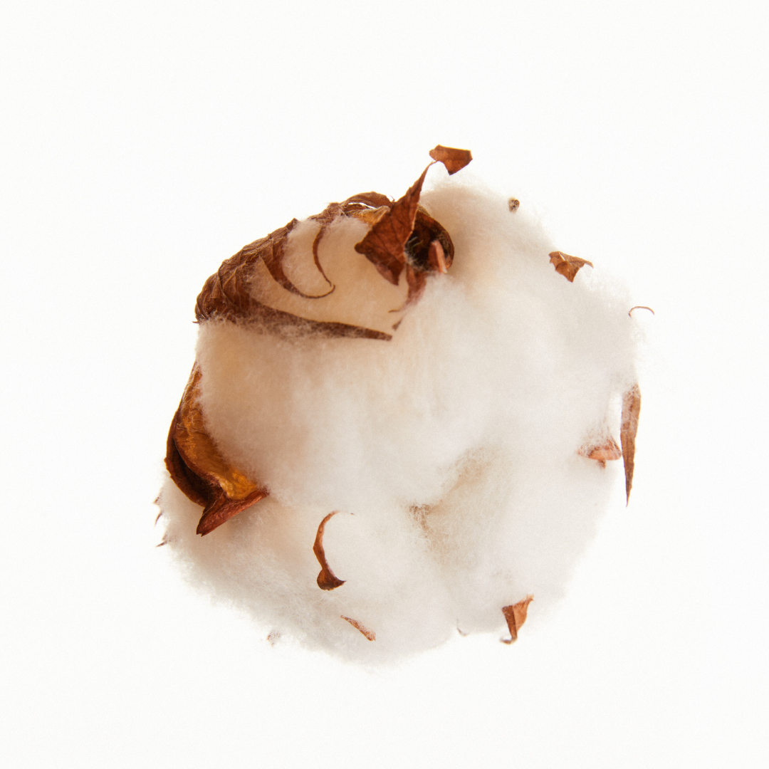 Exclusive Aura perfume sample – warm and layered with cotton, jasmine, and amber, perfect for discovering this elegant all-season scent.