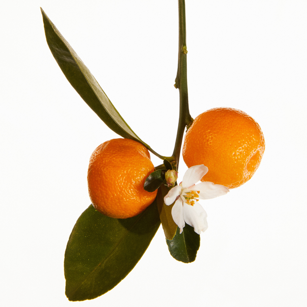 Elegant fragrance sticks with long-lasting floral and herbal aromas – Artemis.