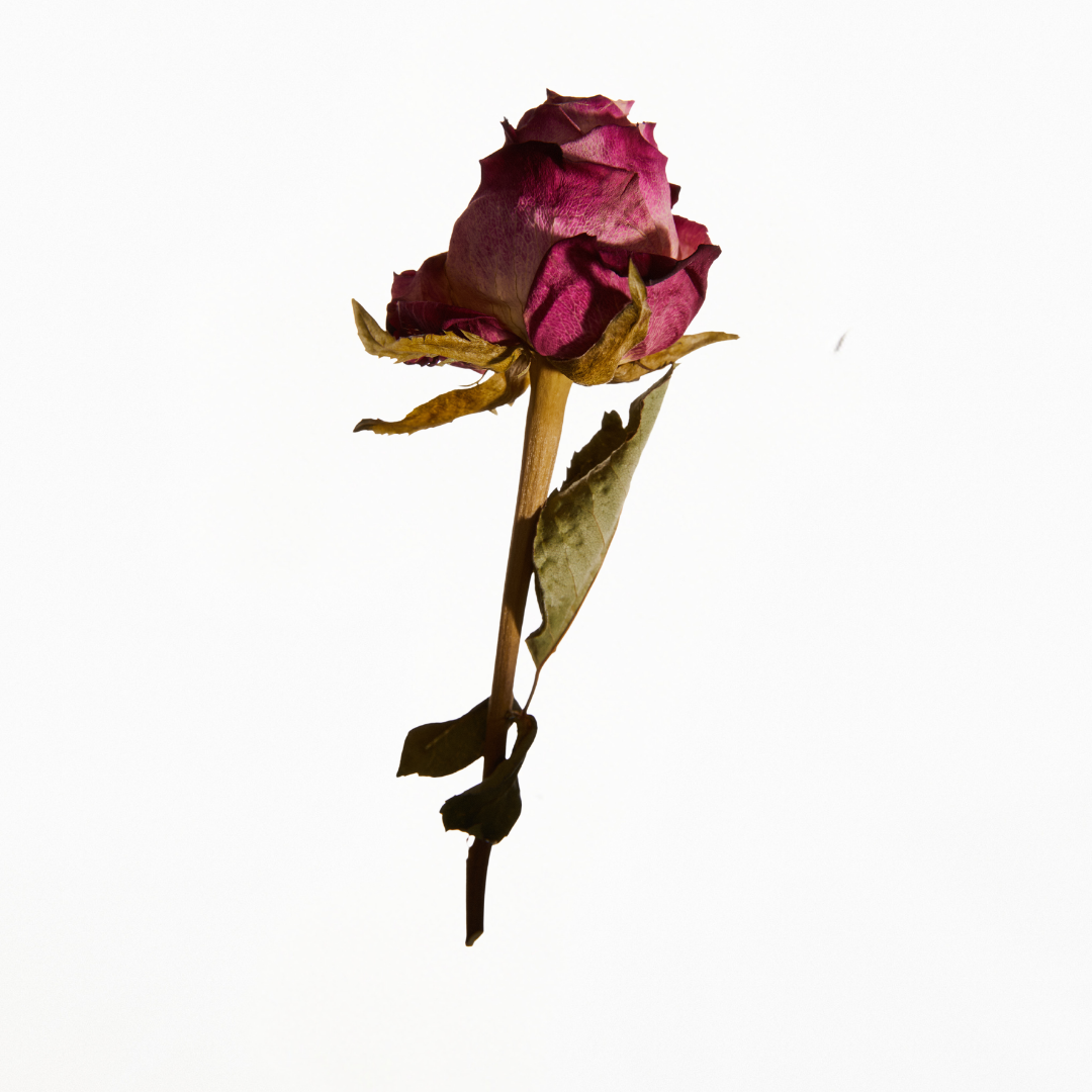 Luxury rose-scented candle with delicate fruity accents – Rosa creates a blissful, immersive floral experience in any space.