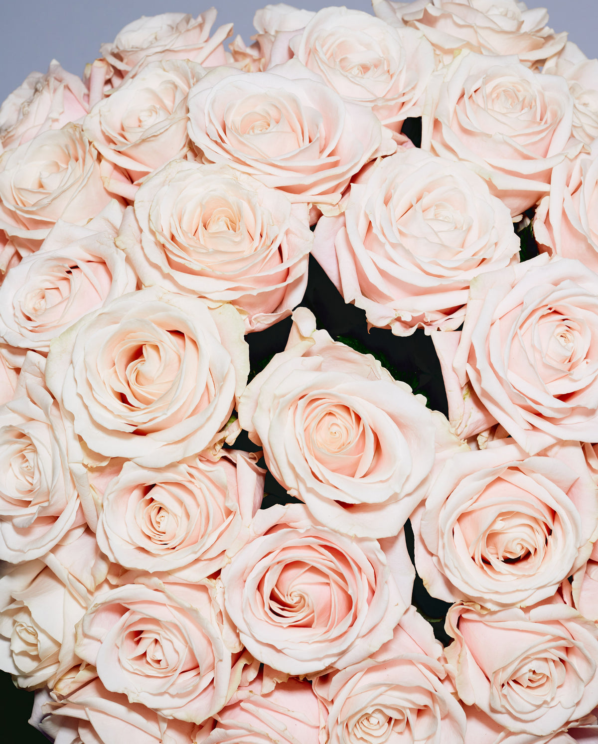 Close-up of a bouquet of soft pink roses, inspired by the floral scent of SOPHIA MAE Rosa scented candle.
