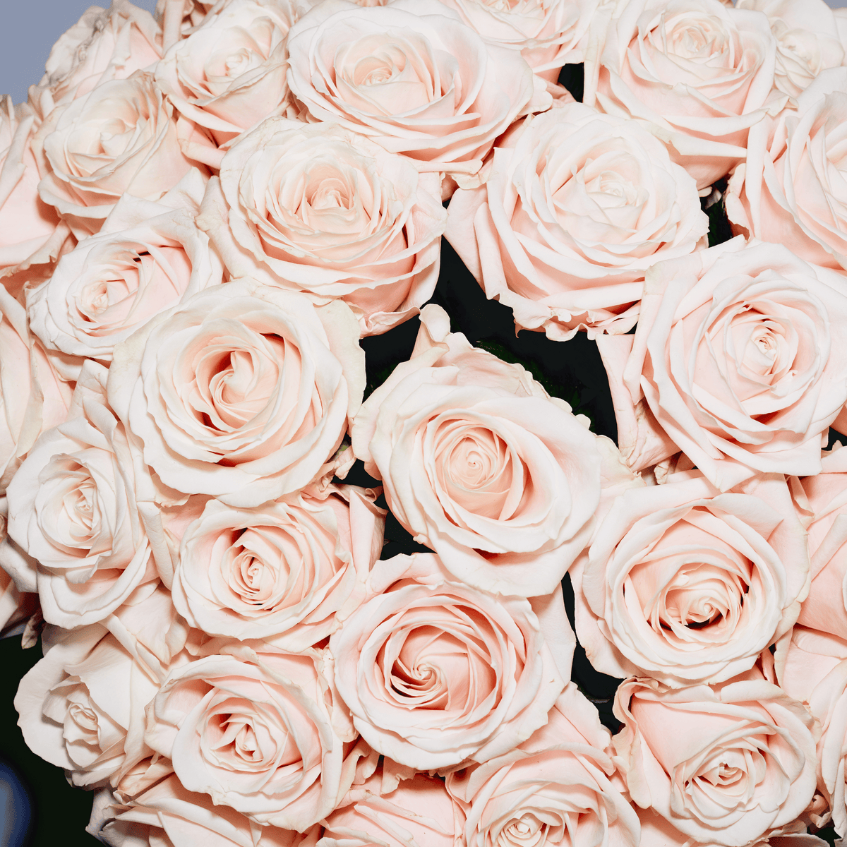 Close-up of a bouquet of soft pink roses, inspired by the floral scent of SOPHIA MAE Rosa scented candle.