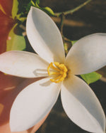 Close-up of a white flower, reflecting the fresh floral mood of Golden Mirage perfume by SOPHIA MAE.