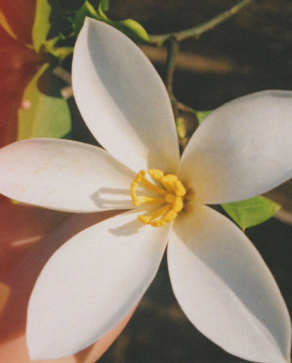 Close-up of a white flower, reflecting the fresh floral mood of Golden Mirage perfume by SOPHIA MAE.