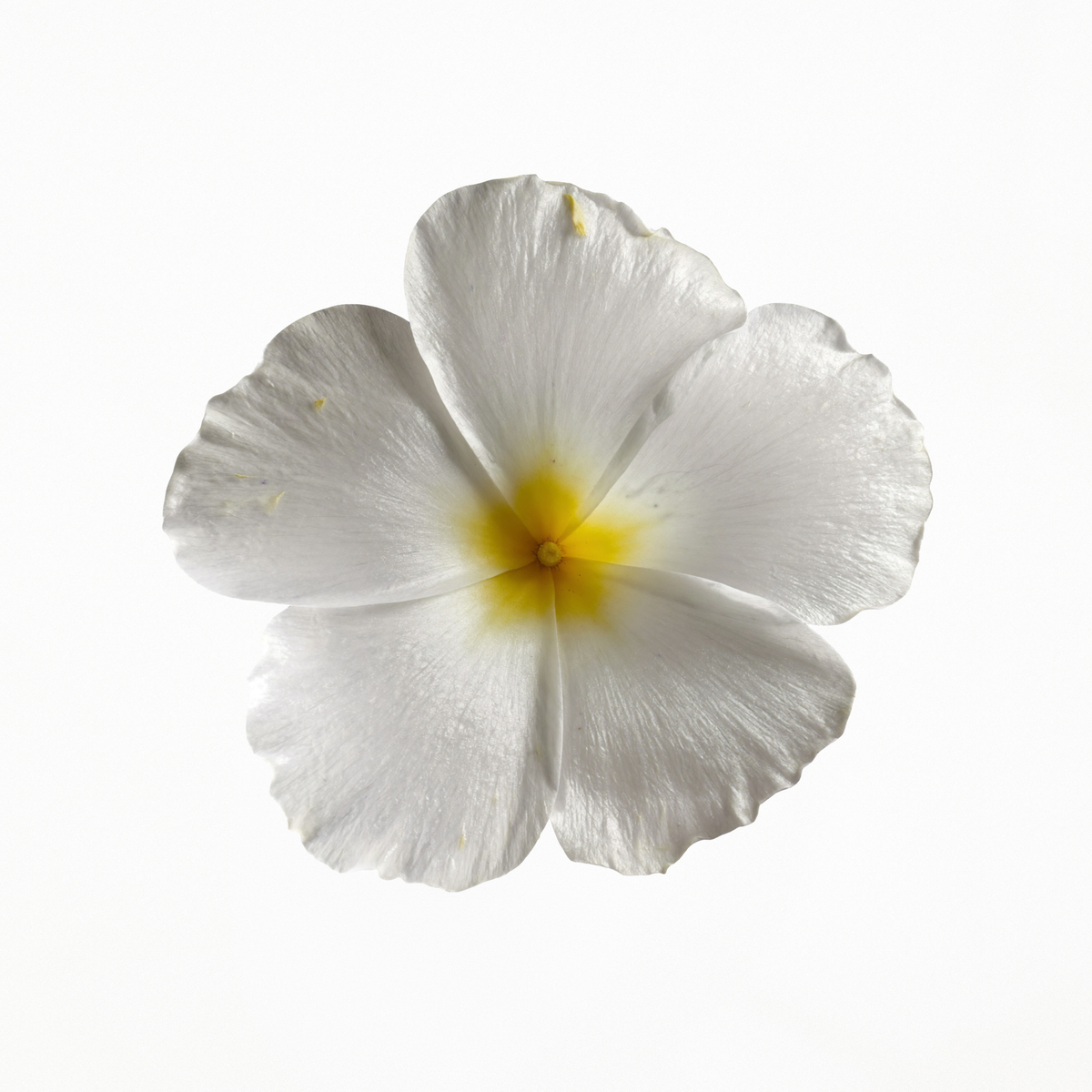 A single white frangipani flower with a soft yellow center on a white background.
