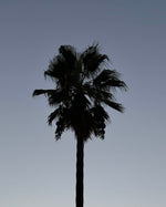 Silhouette of a palm tree against a pale sky, capturing the warm summer mood of Soft Summer Kiss EDP by SOPHIA MAE.