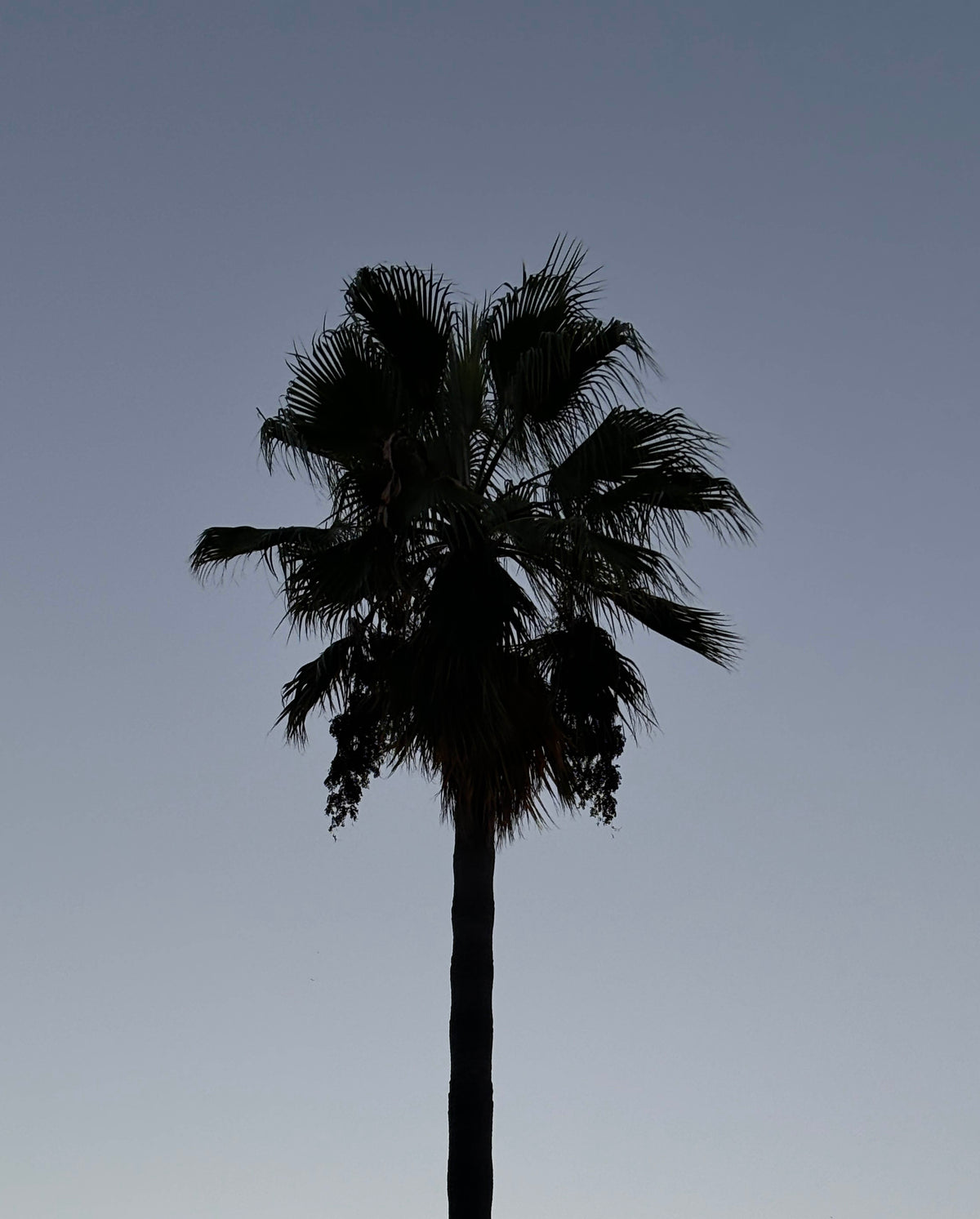 Silhouette of a palm tree against a pale sky, capturing the warm summer mood of Soft Summer Kiss EDP by SOPHIA MAE.