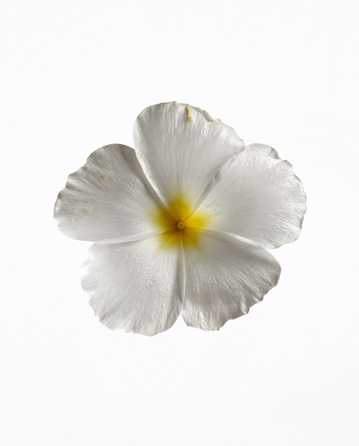 White tiare flower on a light background, photographed as a botanical ingredient image for SOPHIA MAE Nourishing Body & Hair Elixir.