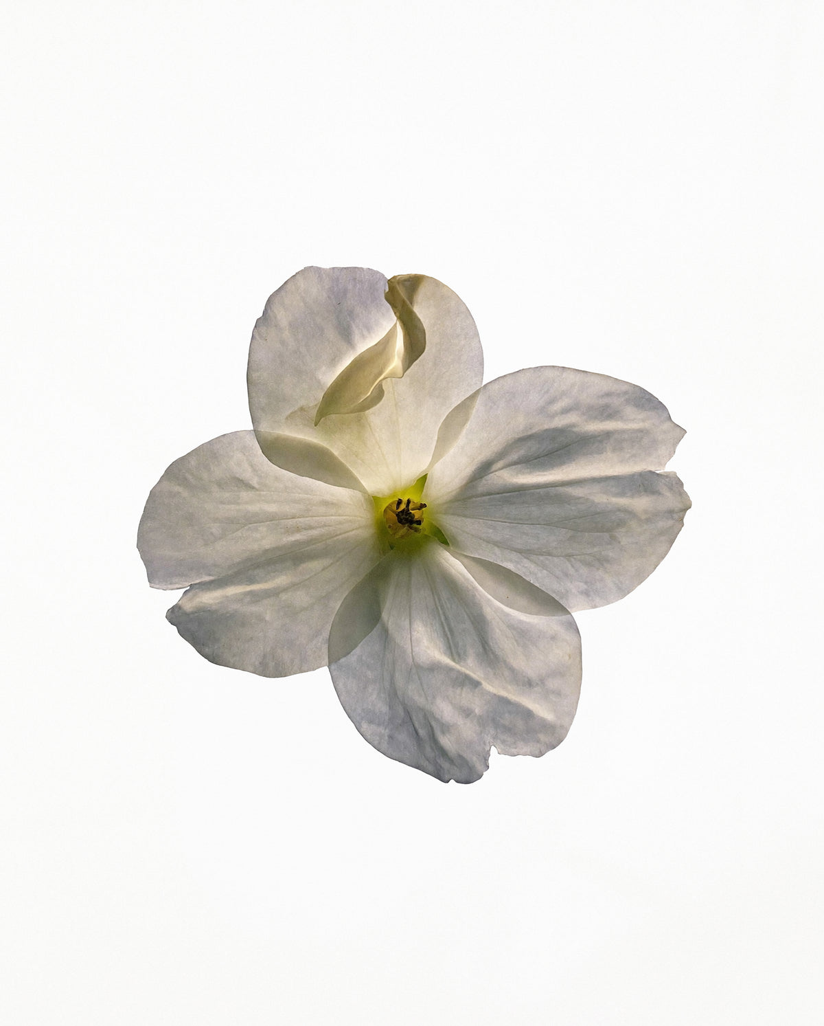 White flower inspired by SOPHIA MAE Modern Myth Eau de Parfum.